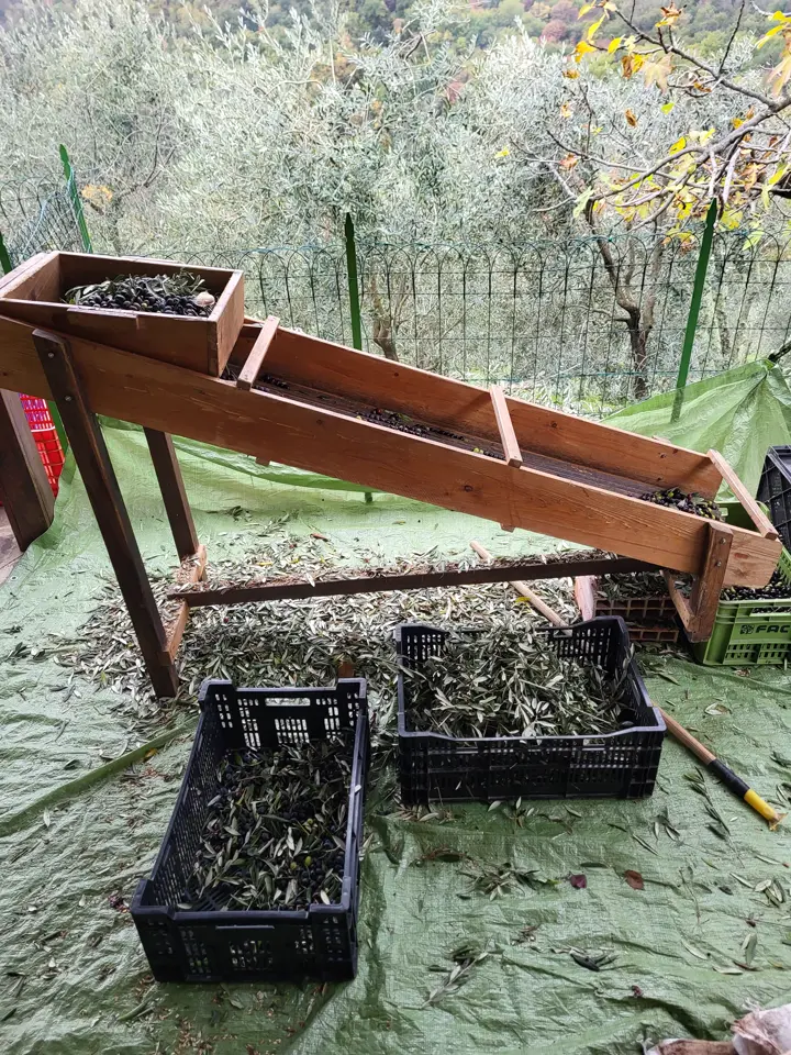 Tamis en bois pour les olives dans l’oliveraie