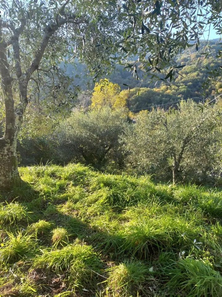 Oliviers au soleil sur une pente verte