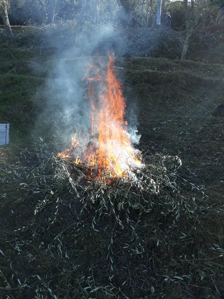 Brûlage des branches taillées dans l’oliveraie