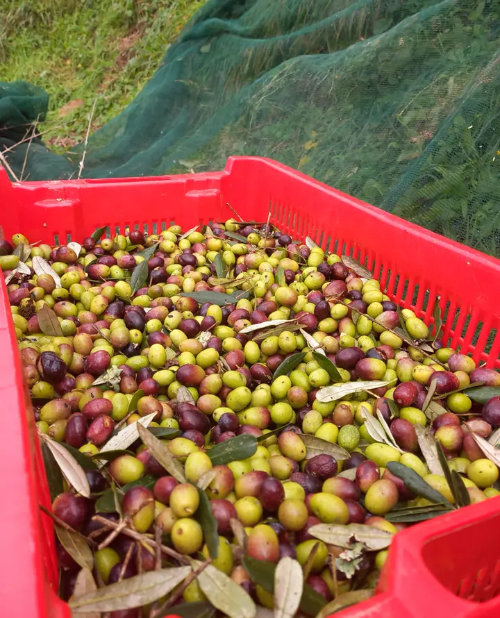 Une caisse d’olives fraîchement cueillies