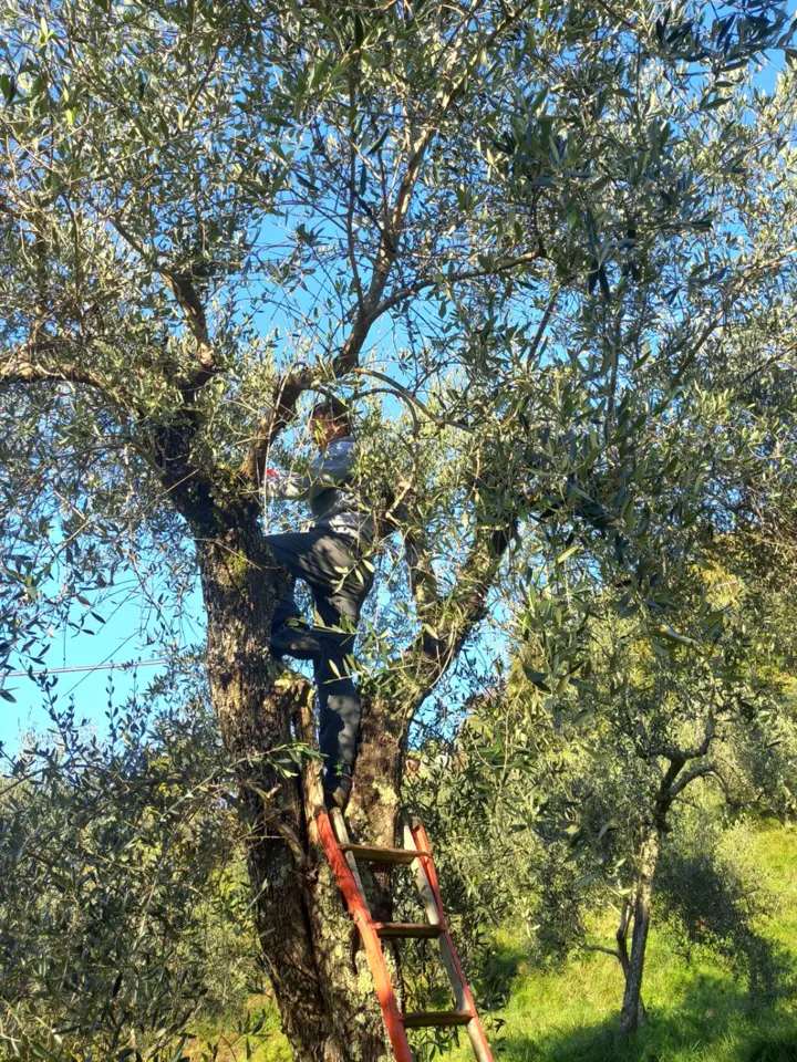 Récolte des olives dans l’arbre, depuis l’échelle